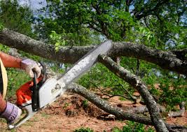 Best Tree Removal Service  in Hayden, AL