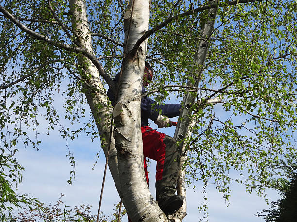 Best Tree Trimming and Pruning  in Hayden, AL